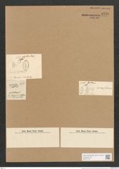 Diatomeae indet. (de-Toni-Nr.: Species 1860 ?) Zeichnungen Sammlung Grunow Nr. 3730 (NHMW-BOT-W0371370)
